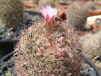 Escobaria tuberculosa variicolor FA ex SB425 (Marathon , Brewster County, Texas, USA) also by 100 seeds